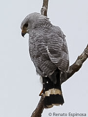 Gray-backed Hawk